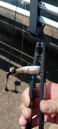 カマスの釣果