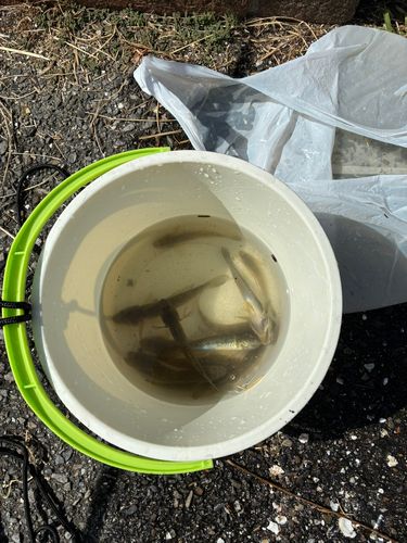 マハゼの釣果