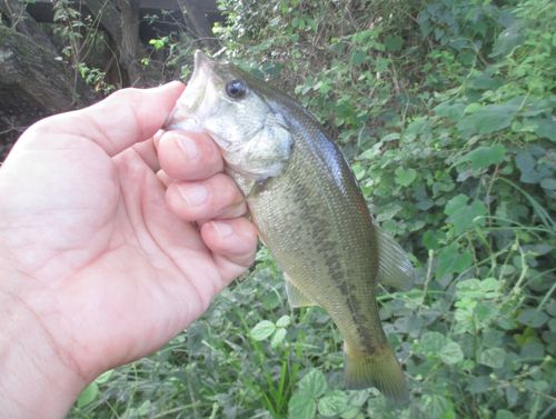 ラージマウスバスの釣果