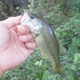 ラージマウスバス