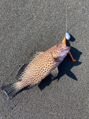 オオモンハタの釣果