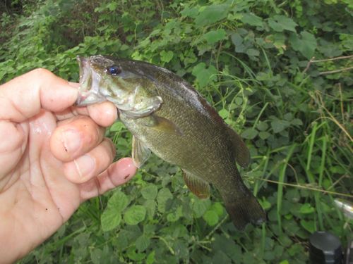 スモールマウスバスの釣果