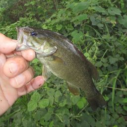 スモールマウスバス