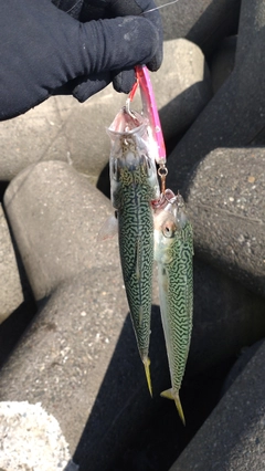 サバの釣果