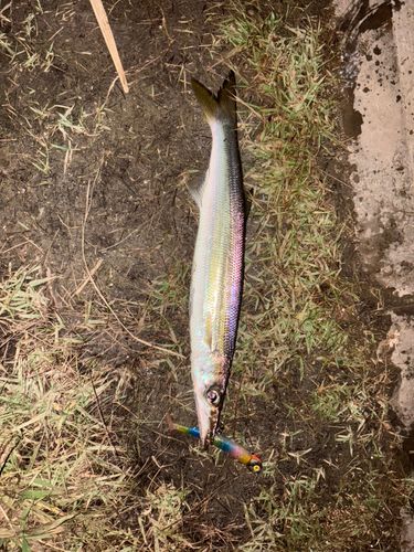 アカカマスの釣果