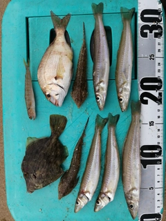 シロギスの釣果