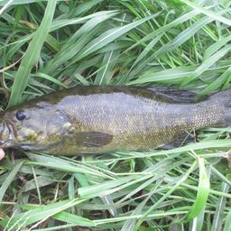 スモールマウスバス