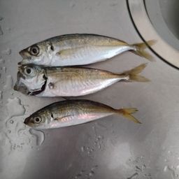 アジ