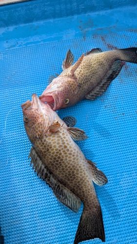 オオモンハタの釣果
