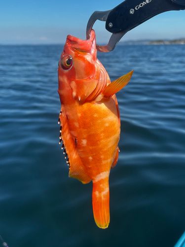 アカハタの釣果