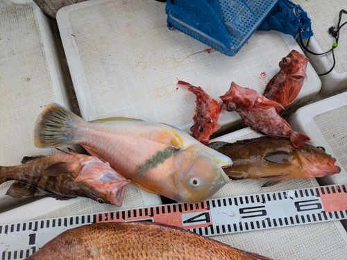アラカブの釣果