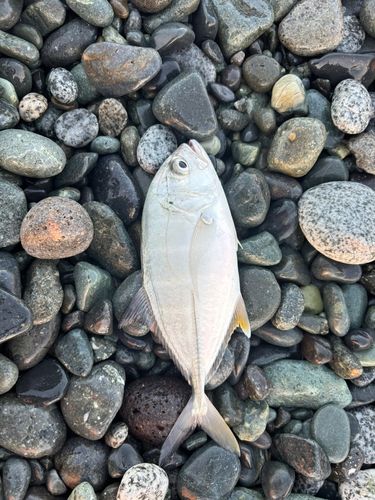 釣果