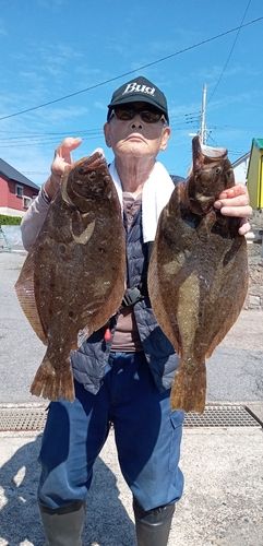 ヒラメの釣果