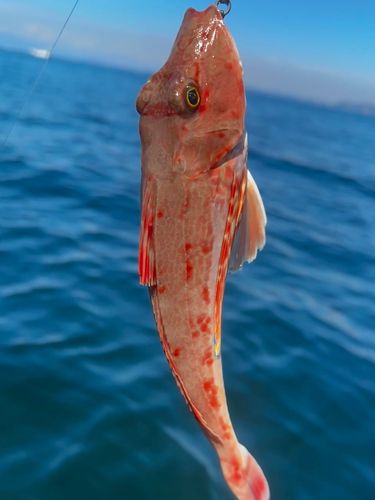 ホウボウの釣果