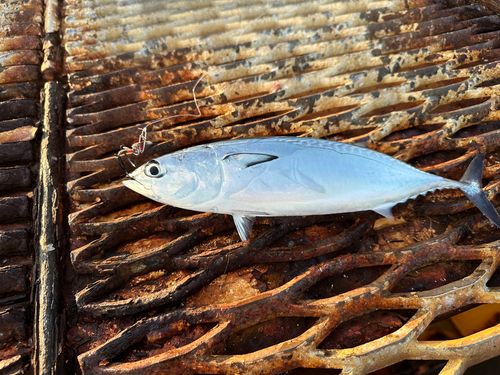 ソウダガツオの釣果