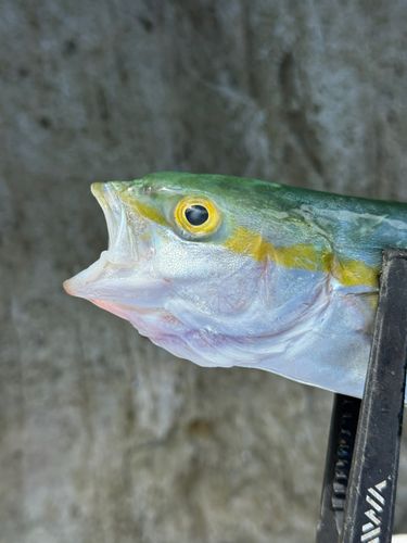 ツバスの釣果
