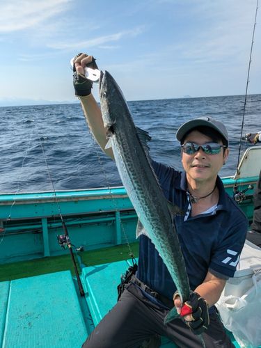サワラの釣果