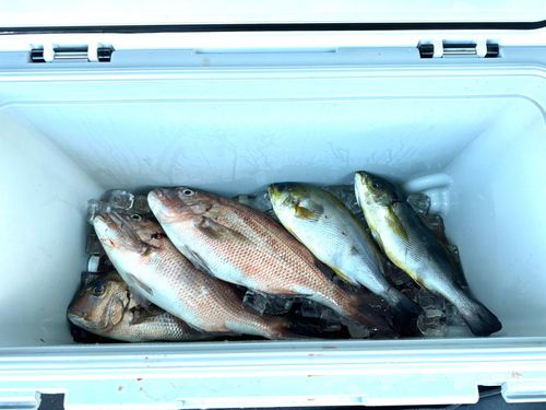 マダイの釣果