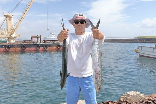 サワラの釣果