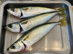 サバの釣果