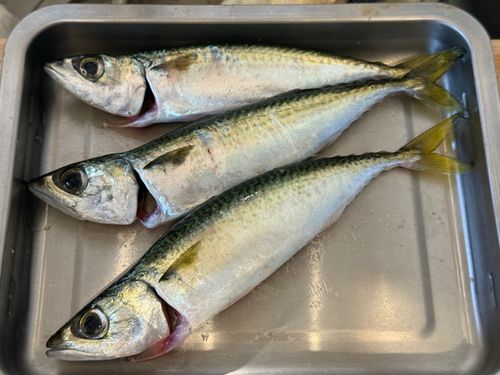サバの釣果