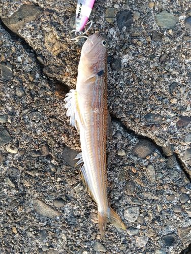 ワニゴチの釣果