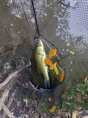 ブラックバスの釣果