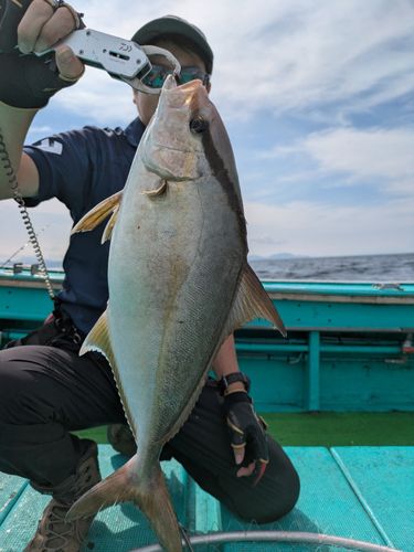 カンパチの釣果