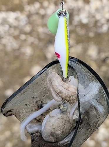 イイダコの釣果