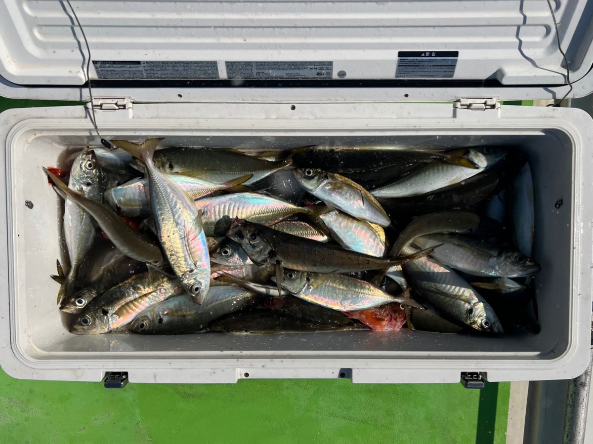 政信丸さんの釣果 3枚目の画像