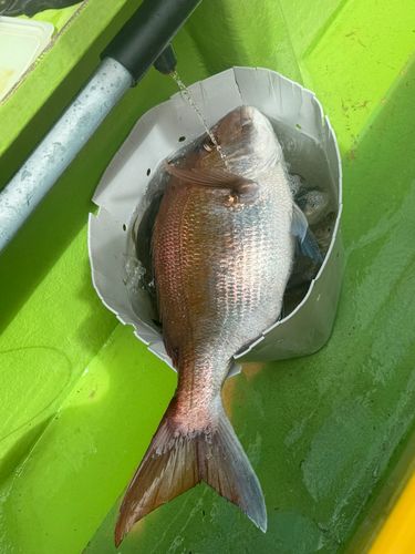 マダイの釣果