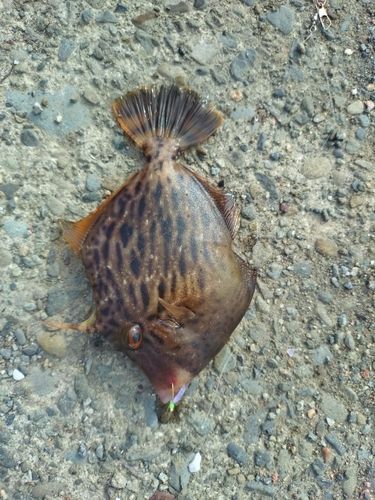 カワハギの釣果
