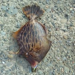 カワハギ