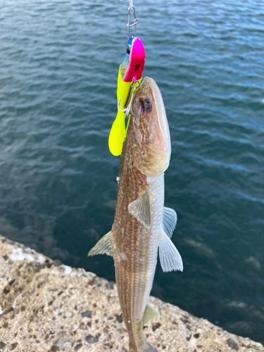 エソの釣果