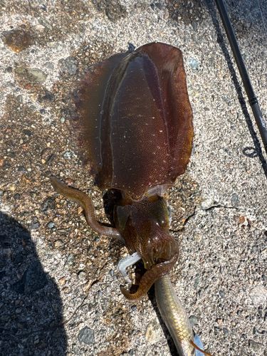 アオリイカの釣果