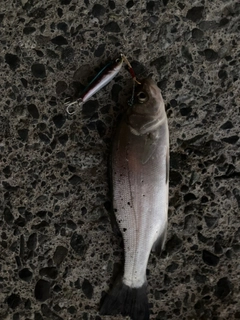 ヒラスズキの釣果