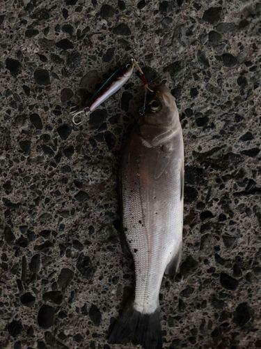 ヒラスズキの釣果