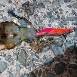 アオリイカ