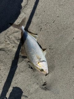ショゴの釣果