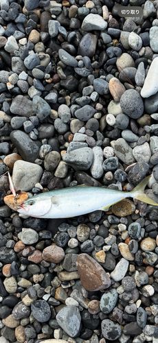 イナダの釣果