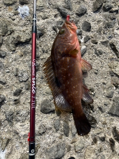 キジハタの釣果