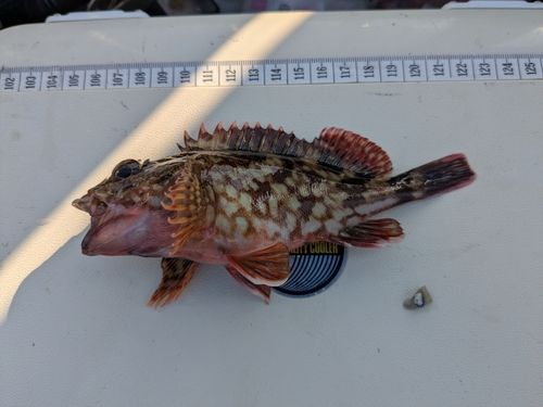 本牧海づり施設