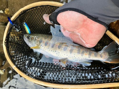 アマゴの釣果