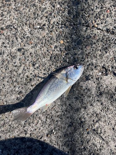 イシモチの釣果