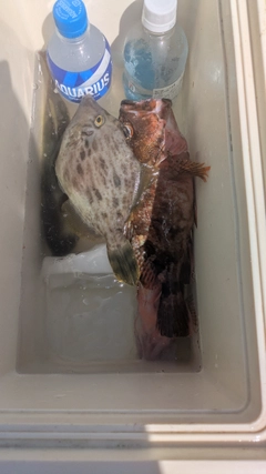 ヒガンフグの釣果