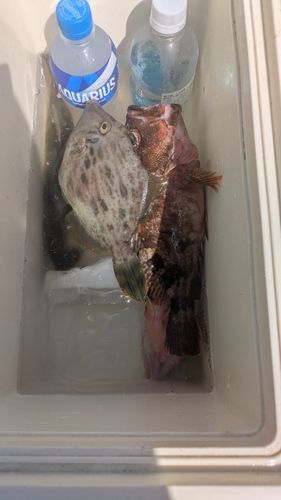 ヒガンフグの釣果