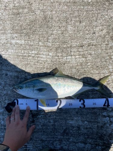 イナダの釣果