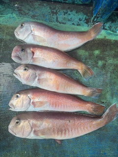 シロアマダイの釣果