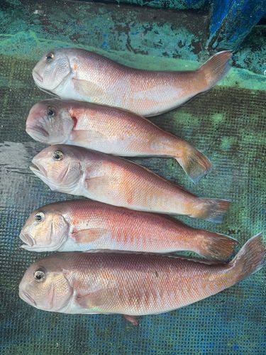 シロアマダイの釣果