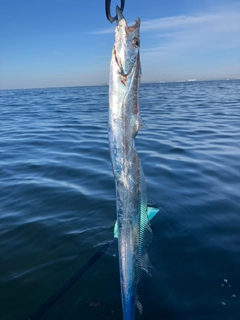 タチウオの釣果